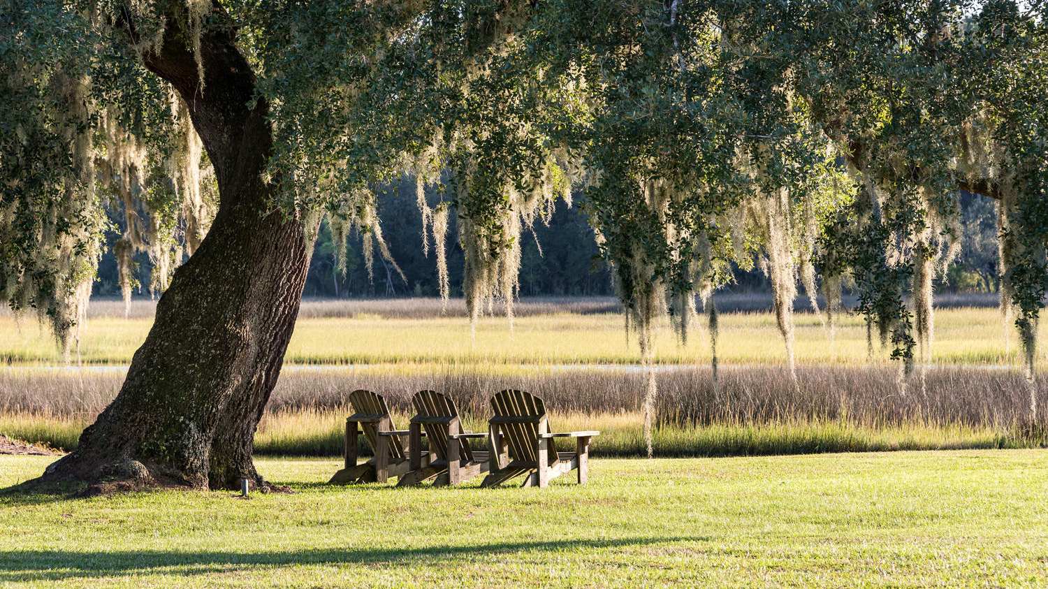Live oak trees with Spanish moss