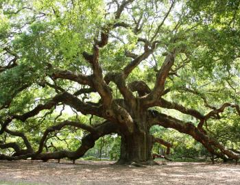 Thing To Do Attractions