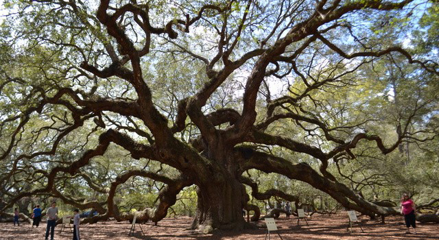 Things To Do Angel Oak Tree