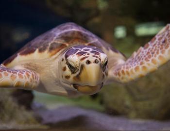 Things To Do South Carolina Aquarium