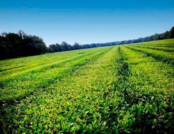 Things To Do Charleston Tea Garden